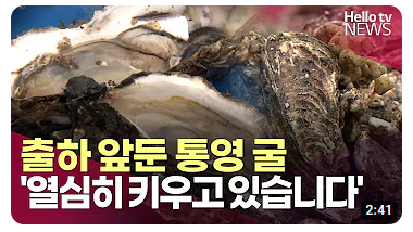 출하 앞둔 통영 굴…'맛있게 잘 키우고 있습니…